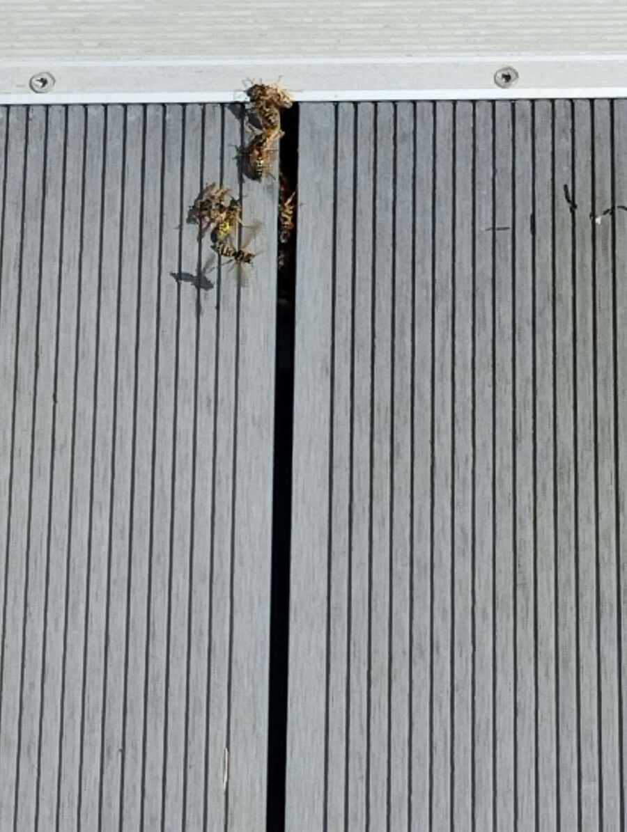 exterminateur d insectes a-Fully.jpg