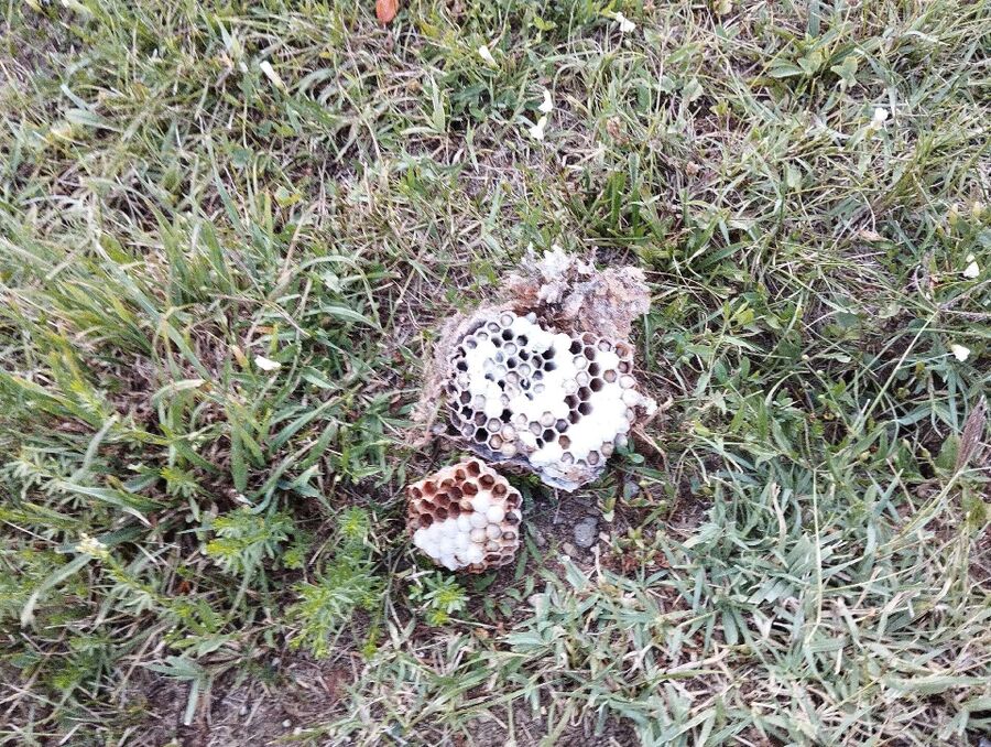 exterminateur d insectes a-Gampel-Bratsch.jpg