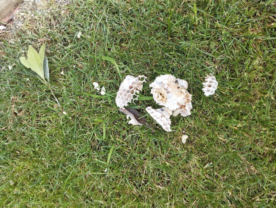 exterminateur d insectes a-Grächen.jpg