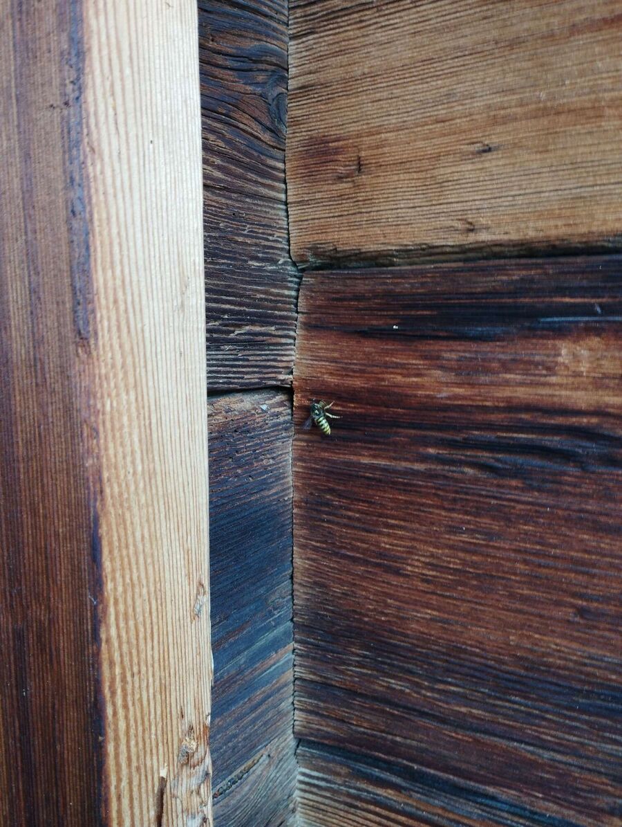 exterminateur d insectes a-Grimisuat.jpg