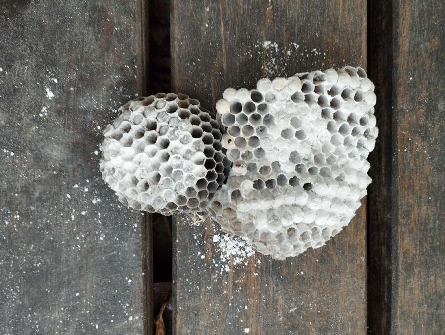 exterminateur d insectes a-Guttet-Feschel.jpg