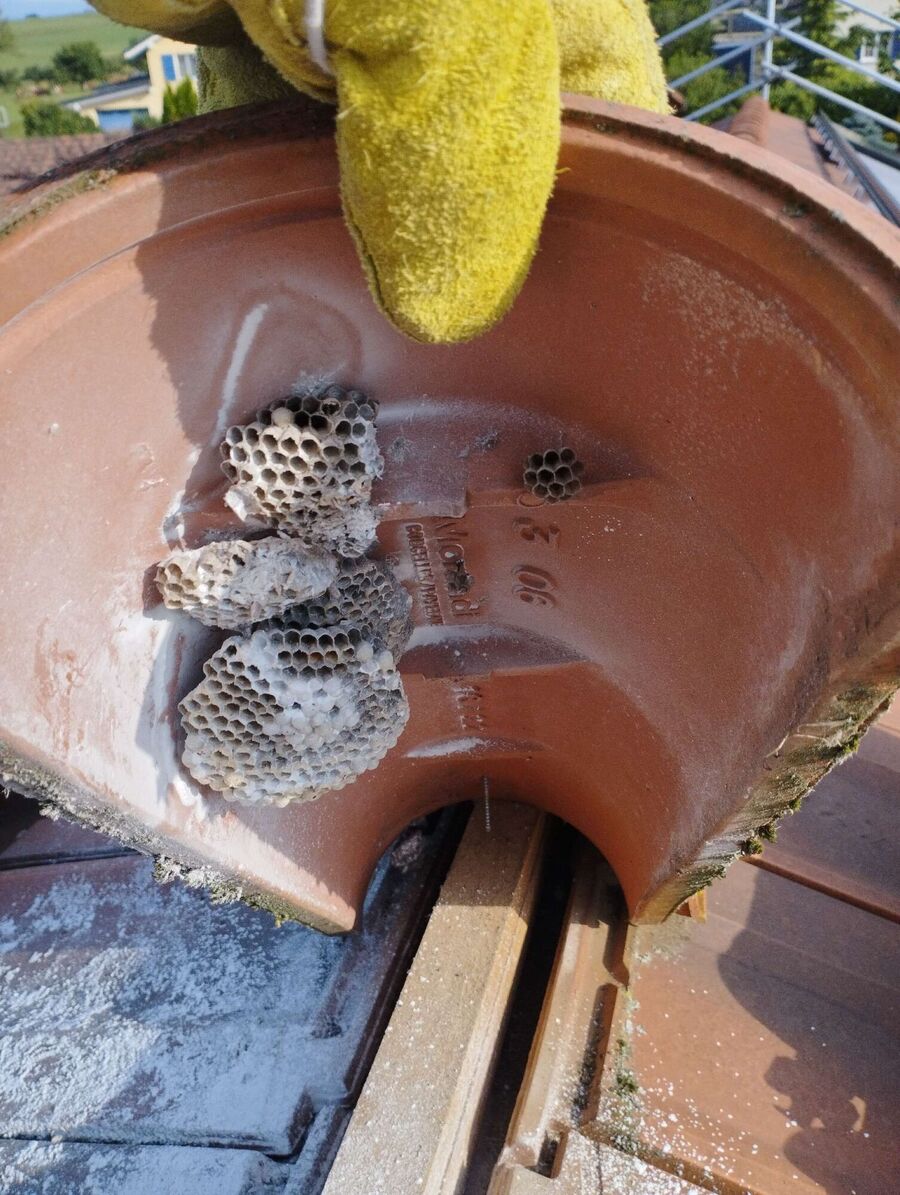 exterminateur d insectes a-Hérémence.jpg