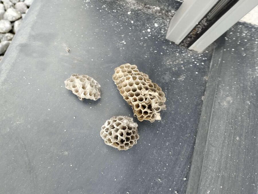 exterminateur d insectes a-Icogne.jpg