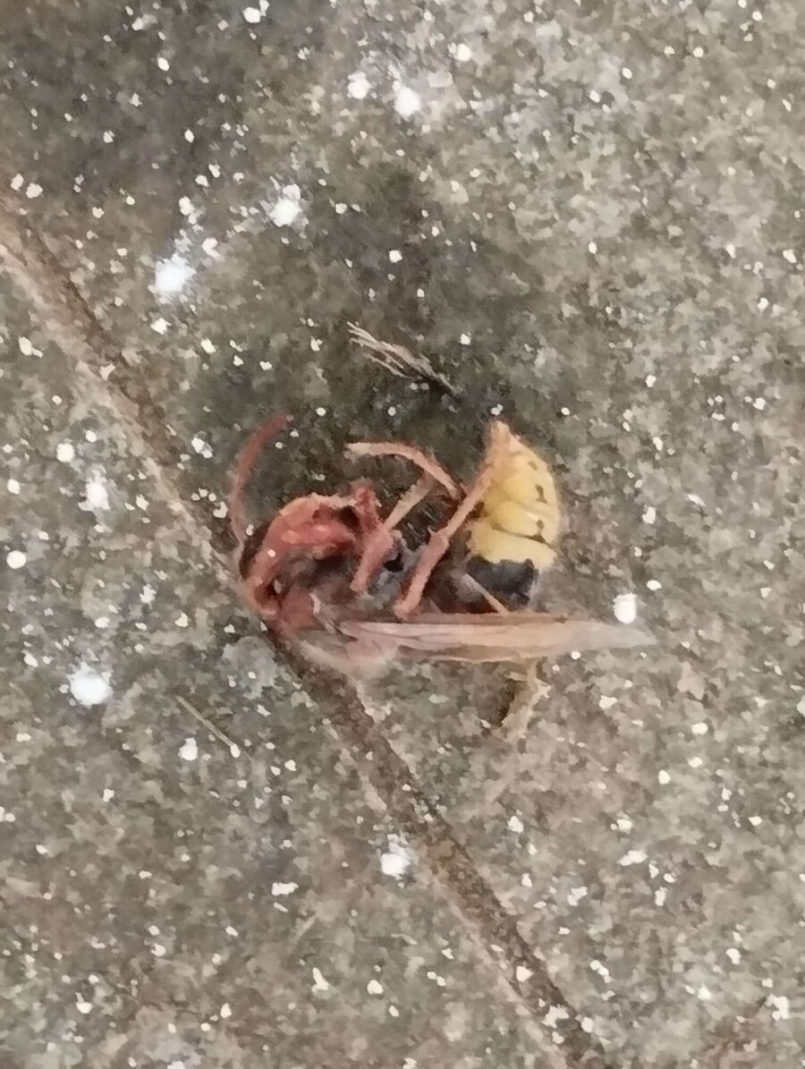 exterminateur d insectes a-Inden.jpg