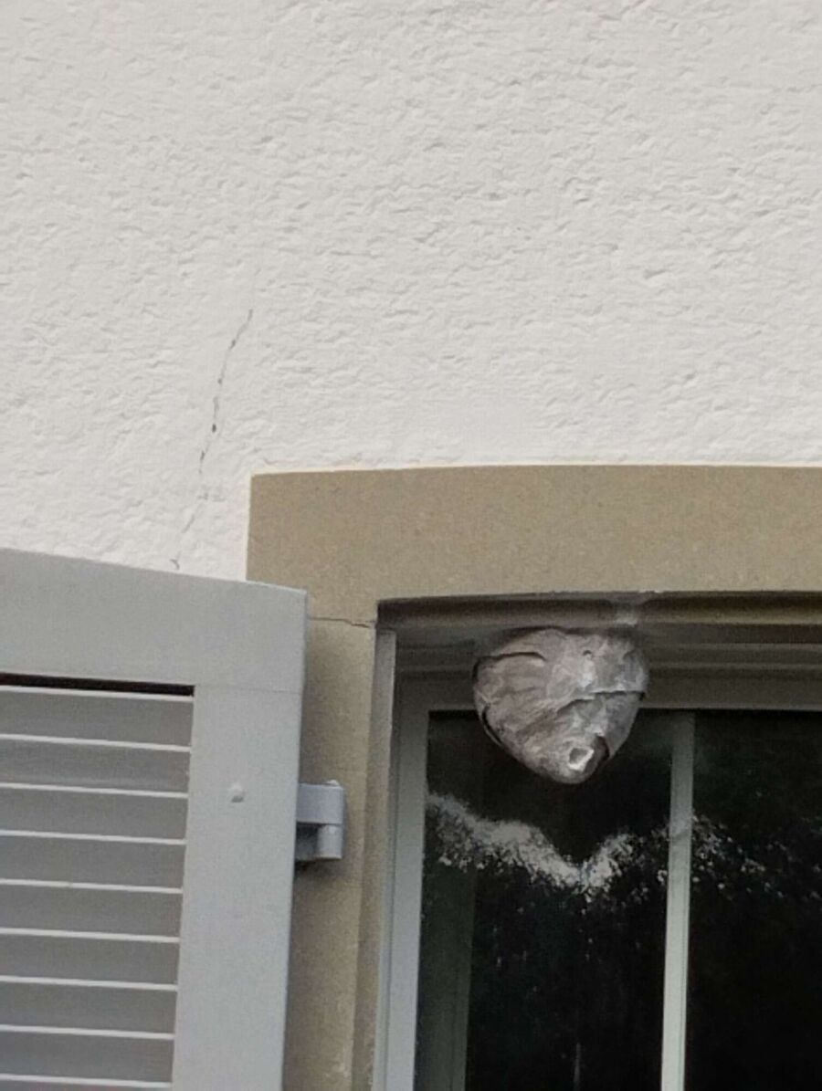 exterminateur d insectes a-Kippel.jpg