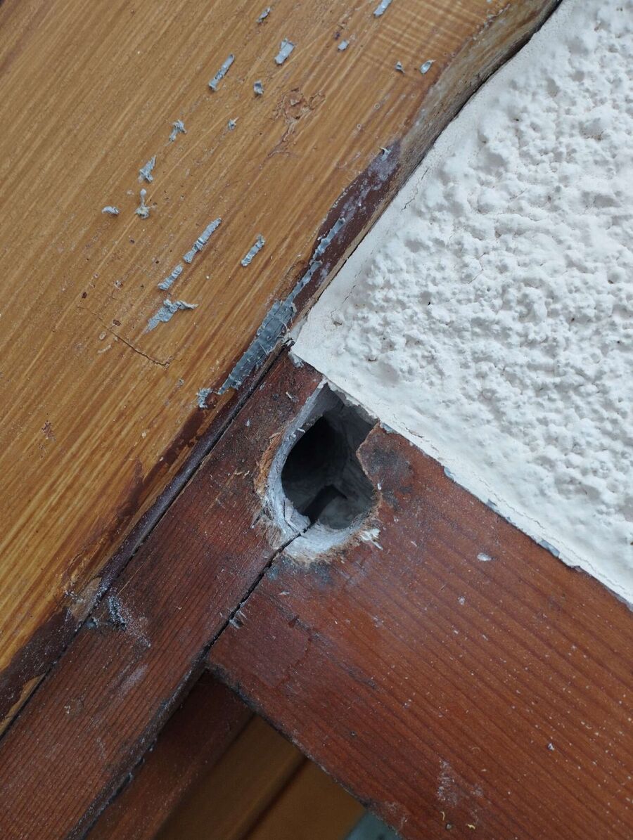 exterminateur d insectes a-Lens.jpg