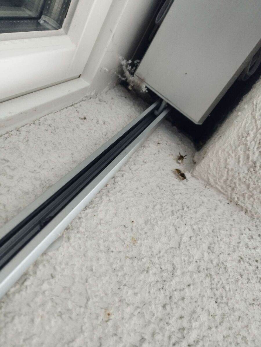 exterminateur d insectes a-Leukerbad.jpg