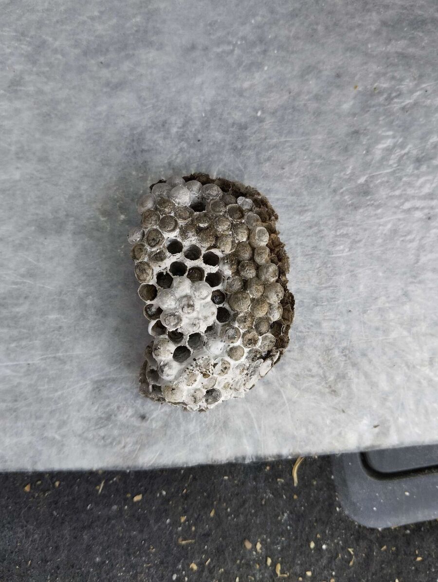 exterminateur d insectes a-Monthey.jpg