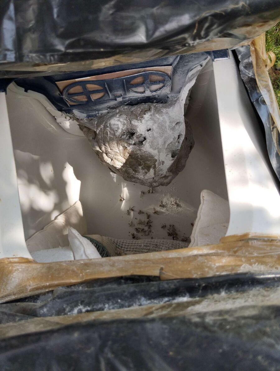 exterminateur d insectes a-Mörel-Filet.jpg