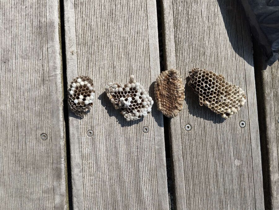 exterminateur d insectes a-Naters.jpg