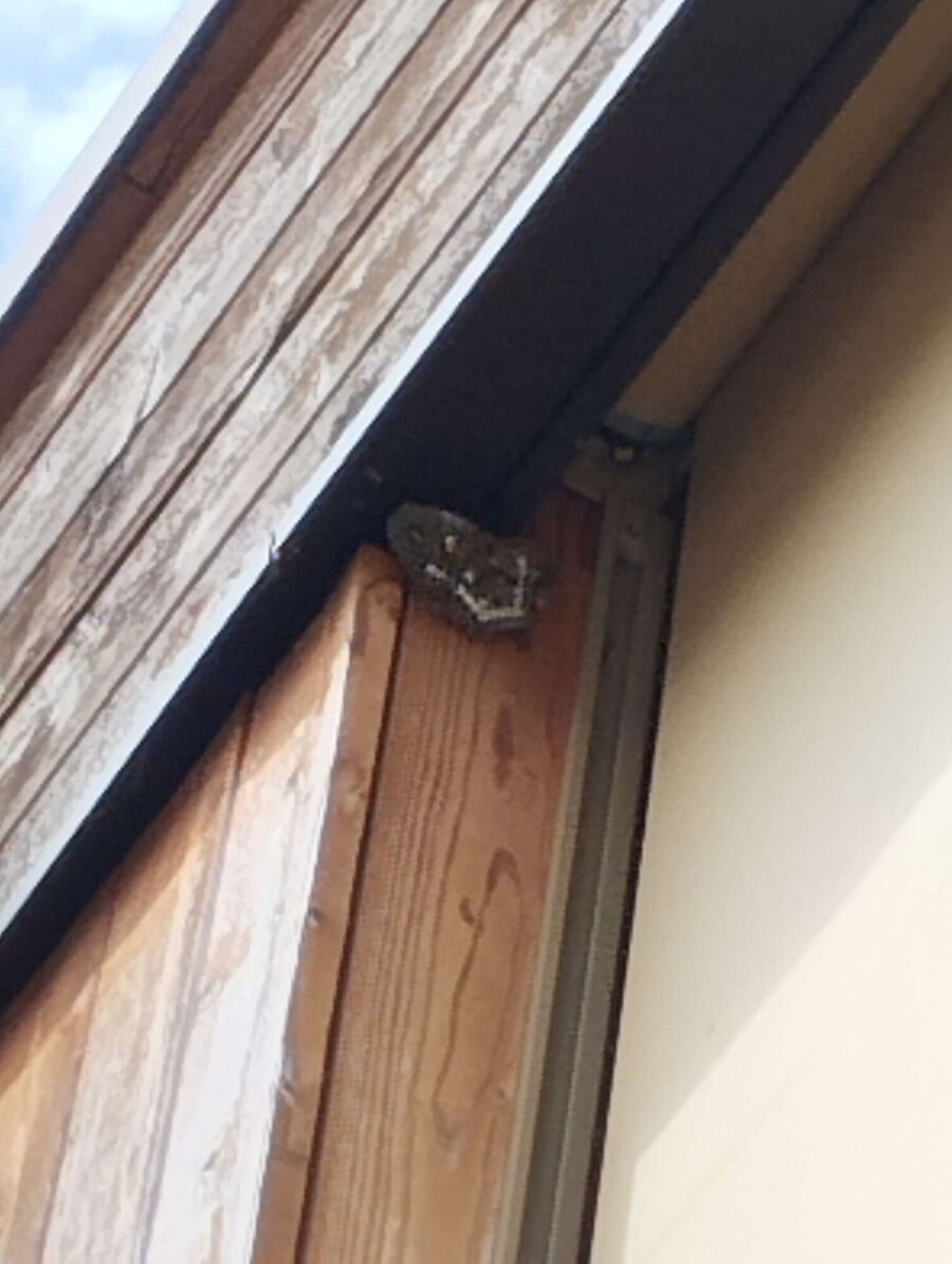 exterminateur d insectes a-Nendaz.jpg