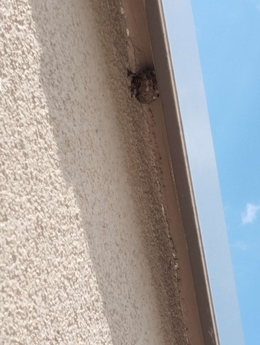 exterminateur d insectes a-Oberems.jpg