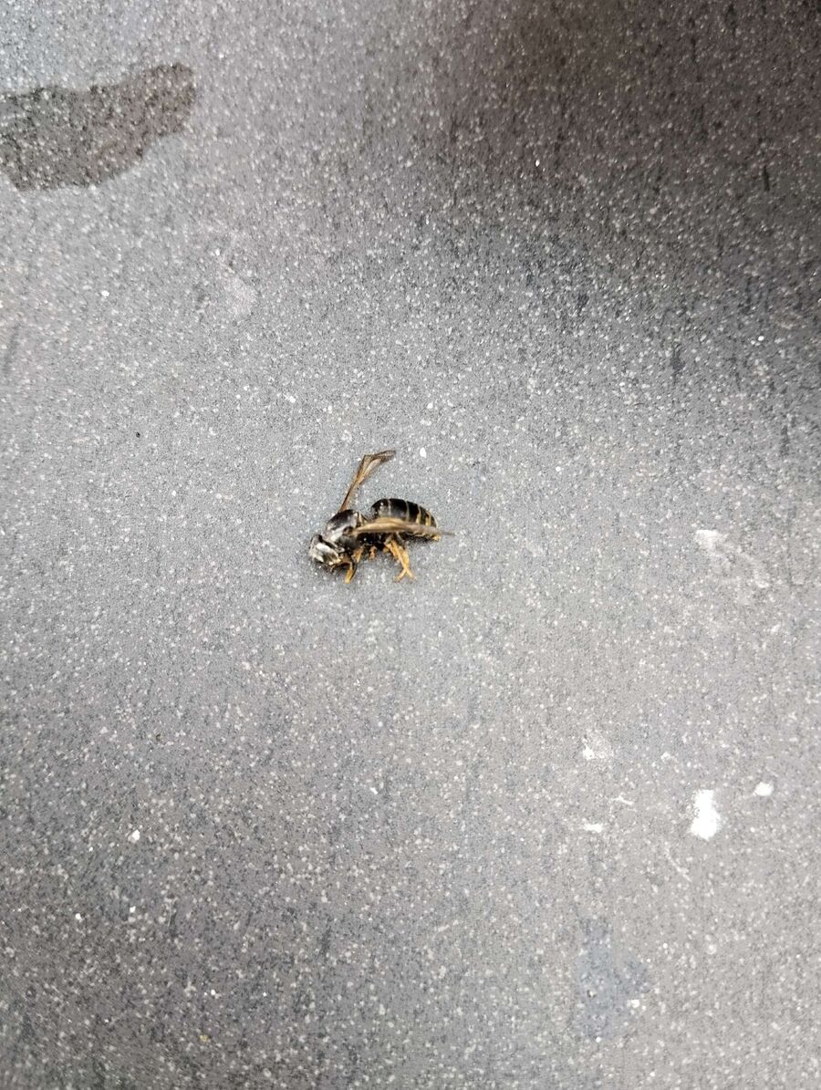 exterminateur d insectes a-Obergoms.jpg