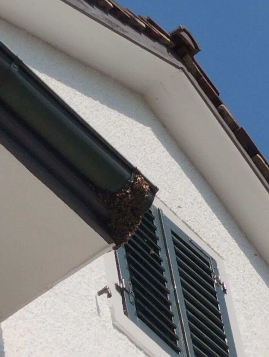 exterminateur d insectes a-Cornaux.jpg