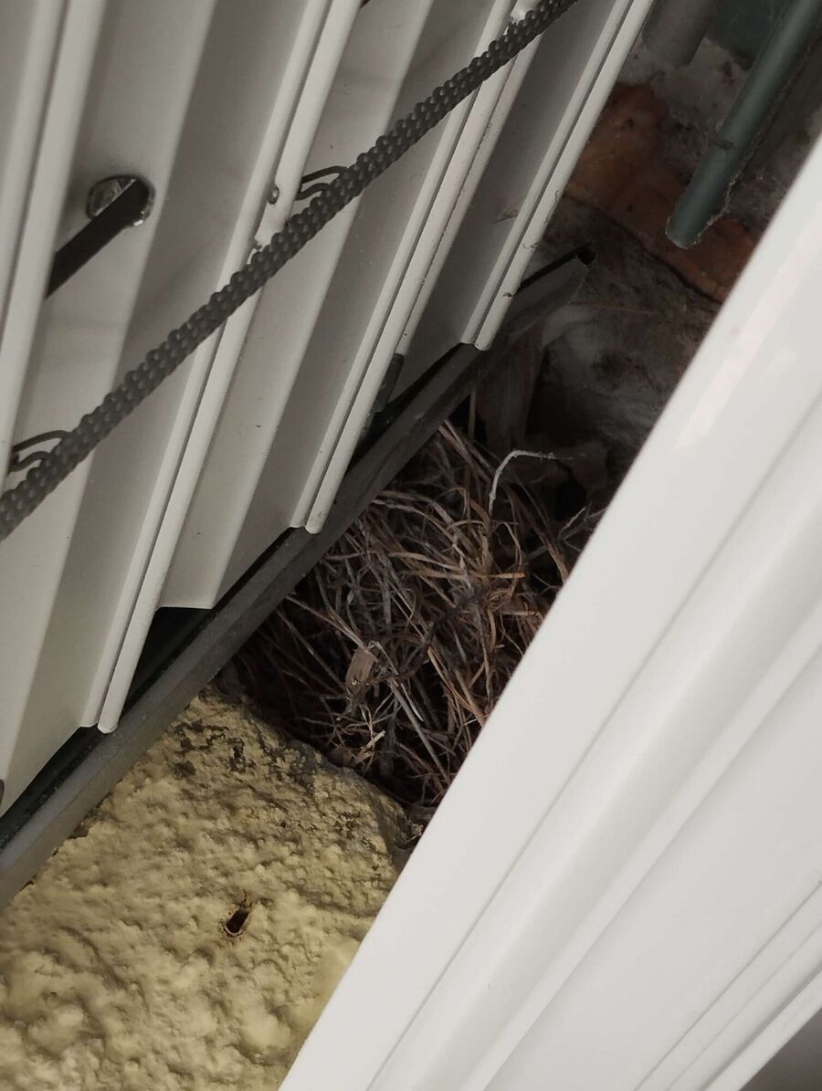 exterminateur d insectes a-Raron.jpg