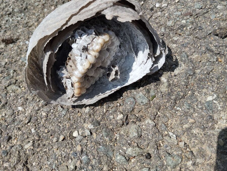 exterminateur d insectes a-Riddes.jpg