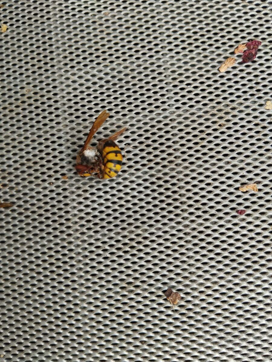 exterminateur d insectes a-Saas-Balen.jpg