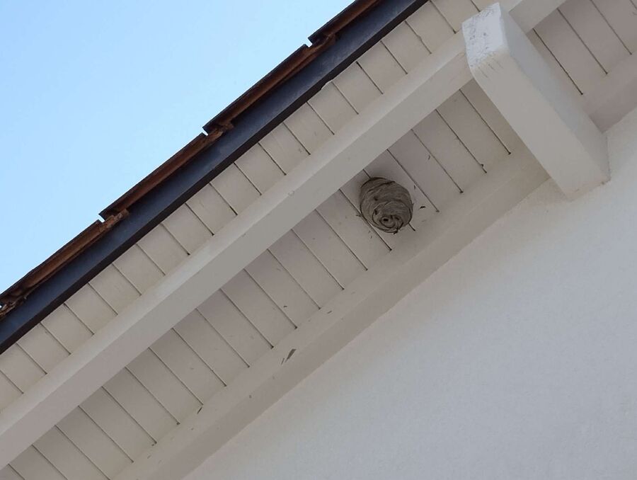 exterminateur d insectes a-Saillon.jpg