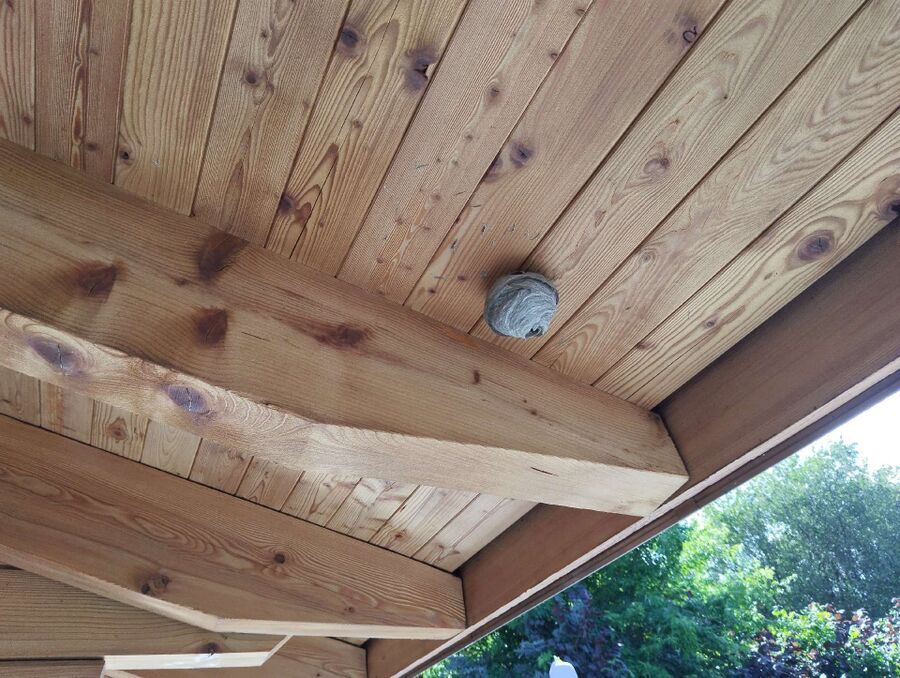 exterminateur d insectes a-Saint-Martin (VS).jpg