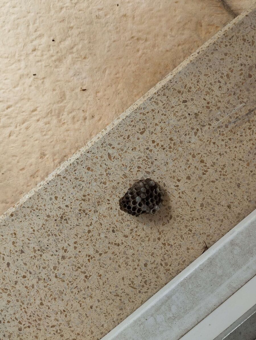 exterminateur d insectes a-Saint-Maurice.jpg