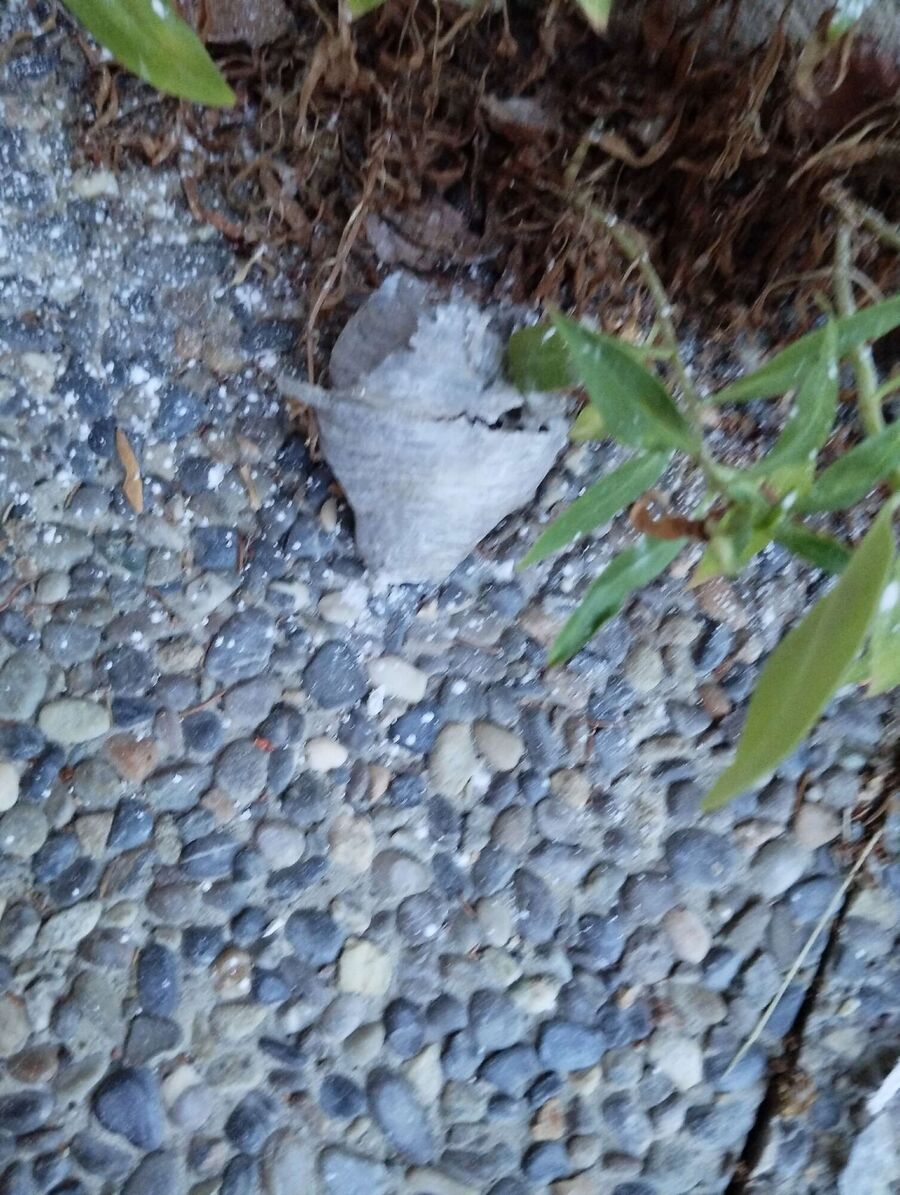 exterminateur d insectes a-Salvan.jpg