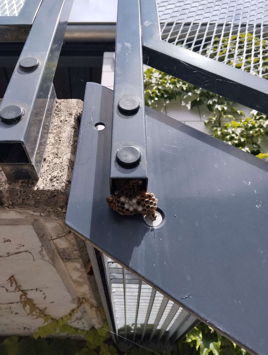 exterminateur d insectes a-Savièse.jpg