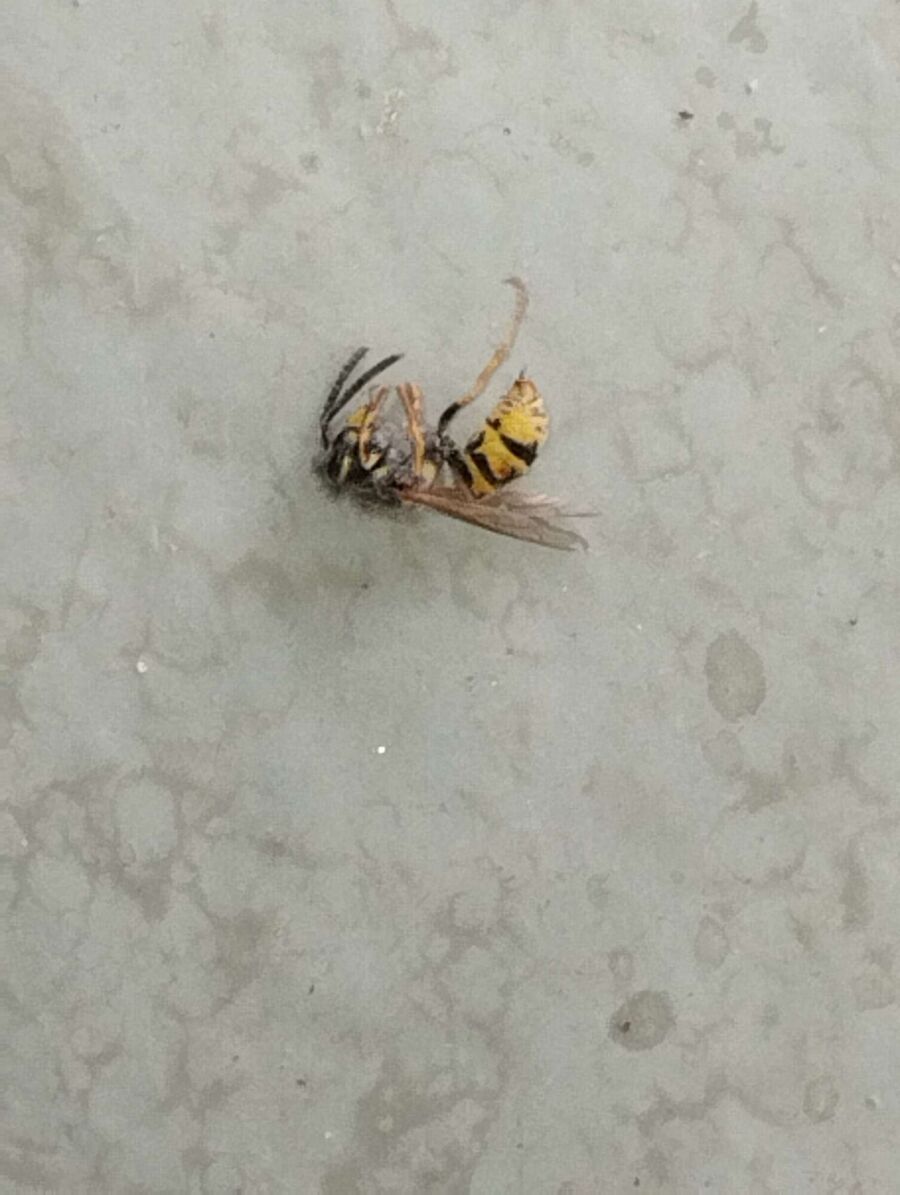 exterminateur d insectes a-Sembrancher.jpg