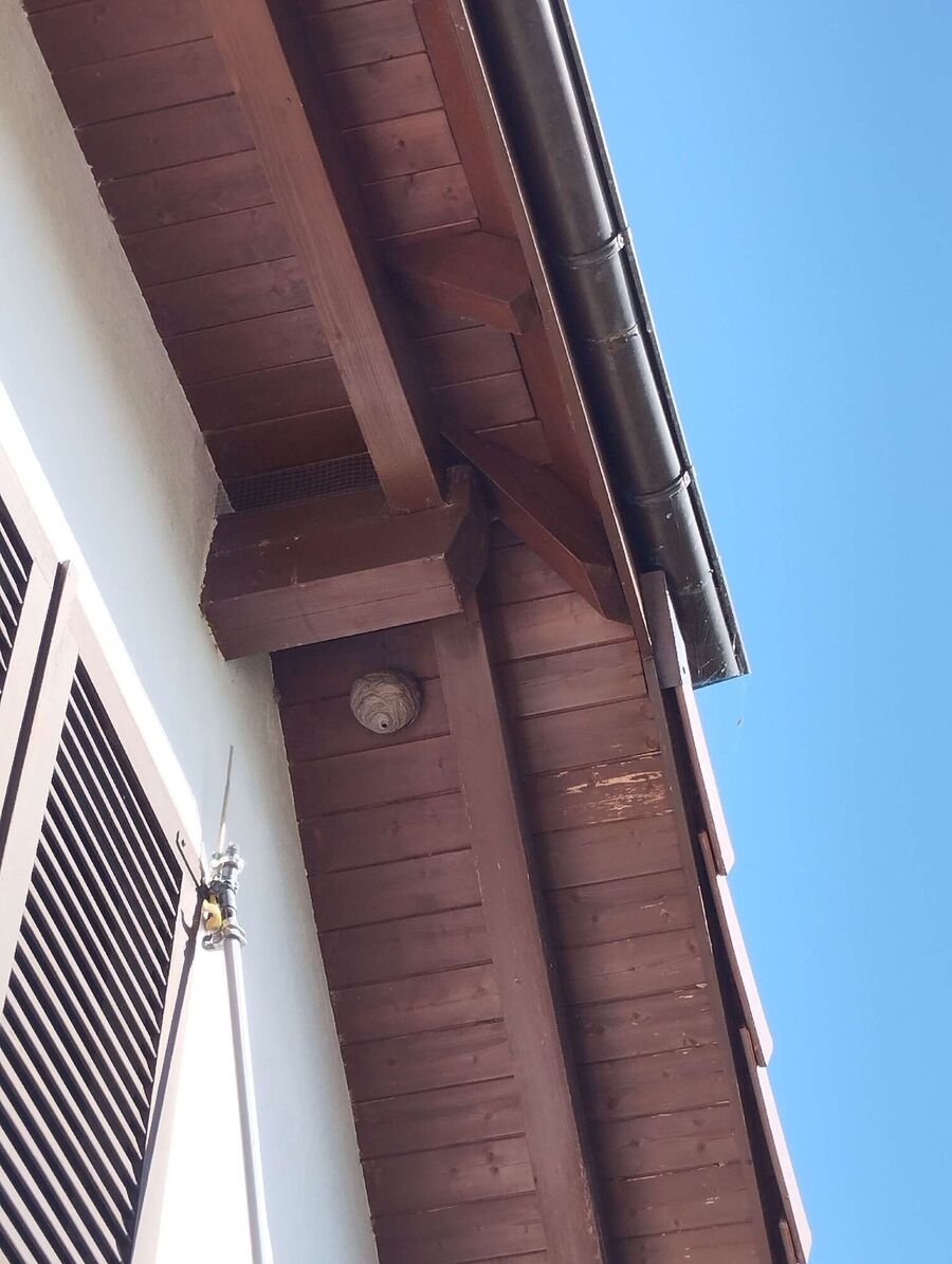 exterminateur d insectes a-Neuchâtel.jpg