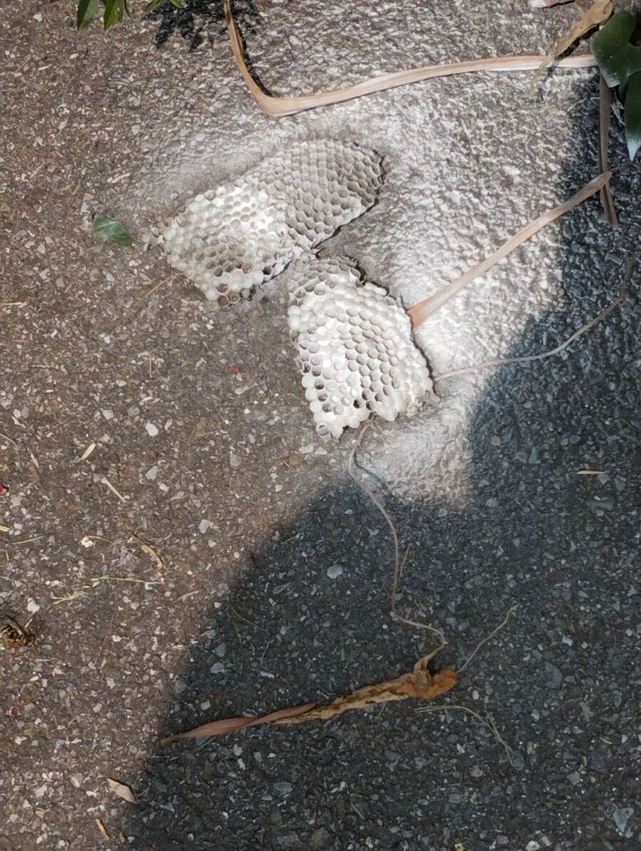 exterminateur d insectes a-Simplon.jpg