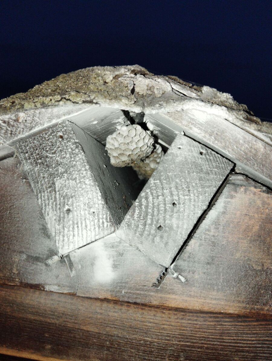 exterminateur d insectes a-St. Niklaus.jpg