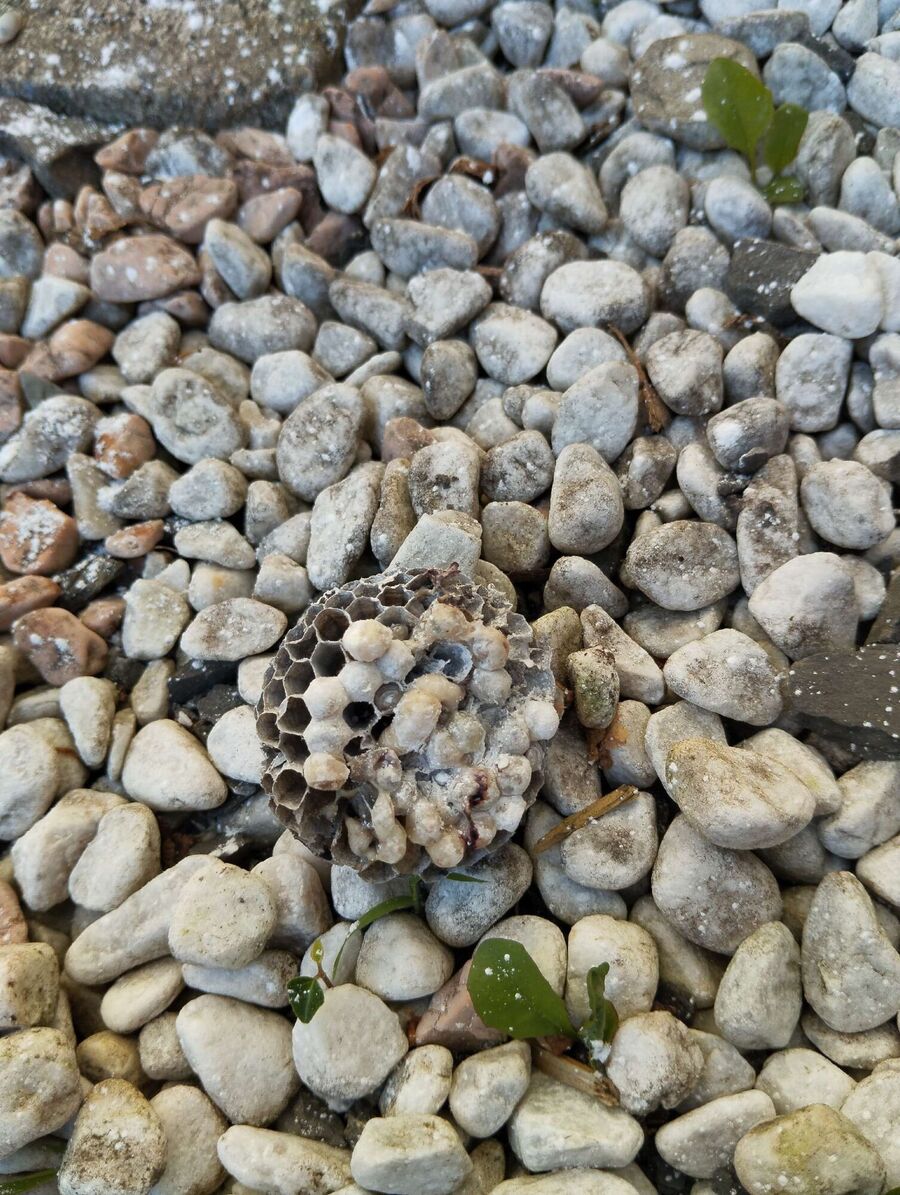 exterminateur d insectes a-Staldenried.jpg