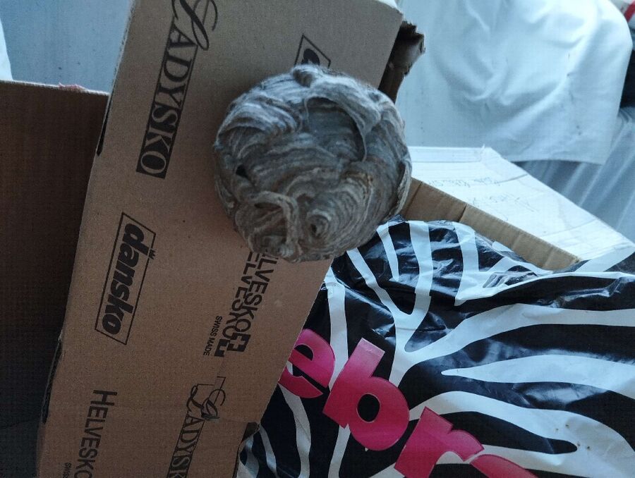 exterminateur d insectes a-Steg-Hohtenn.jpg