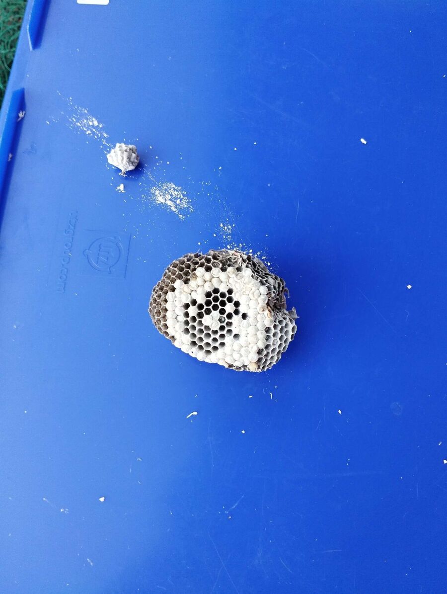 exterminateur d insectes a-Täsch.jpg