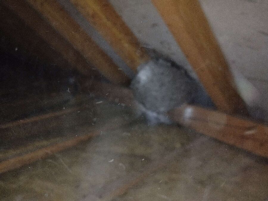 exterminateur d insectes a-Trient.jpg