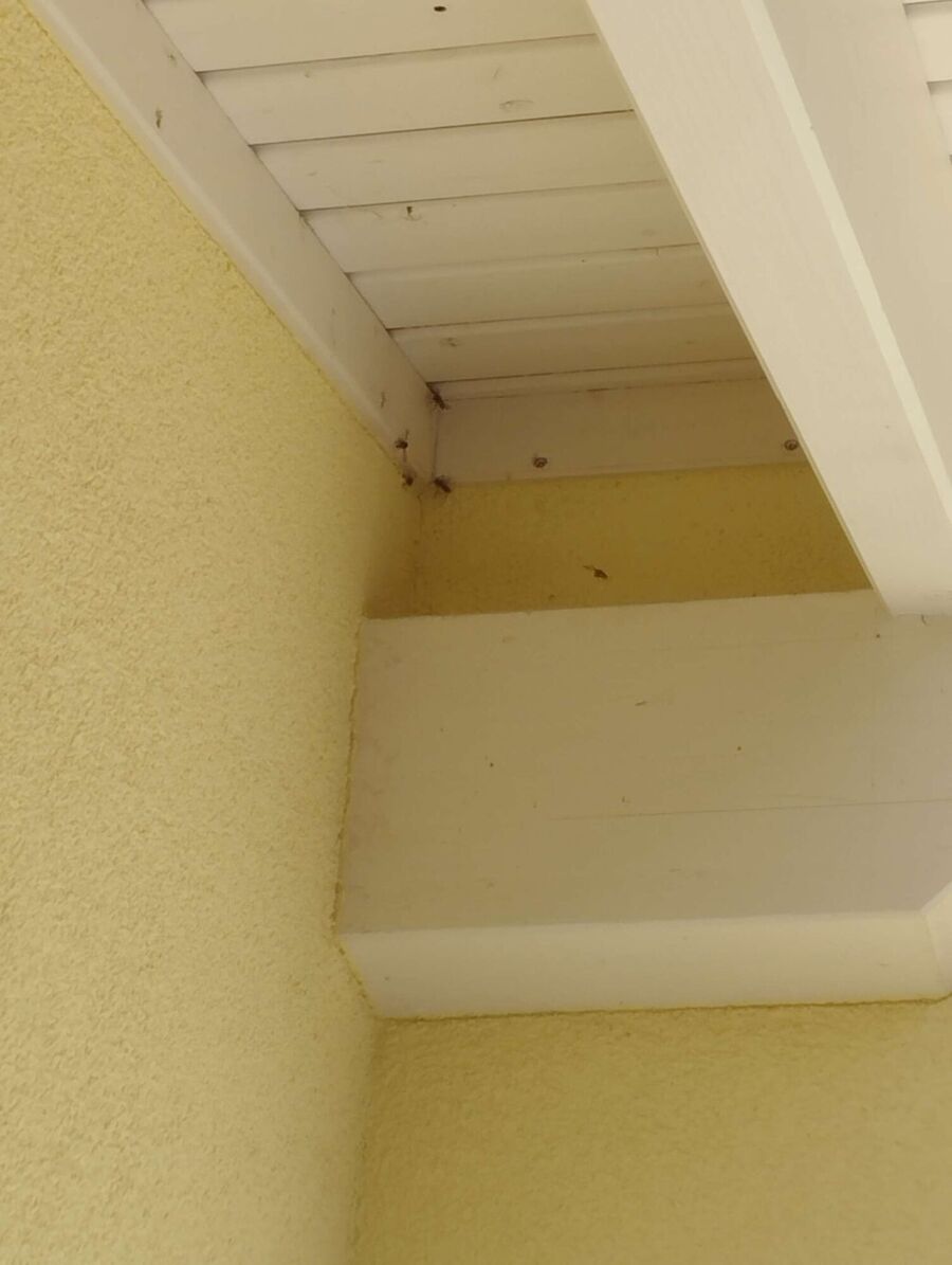 exterminateur d insectes a-Rochefort.jpg