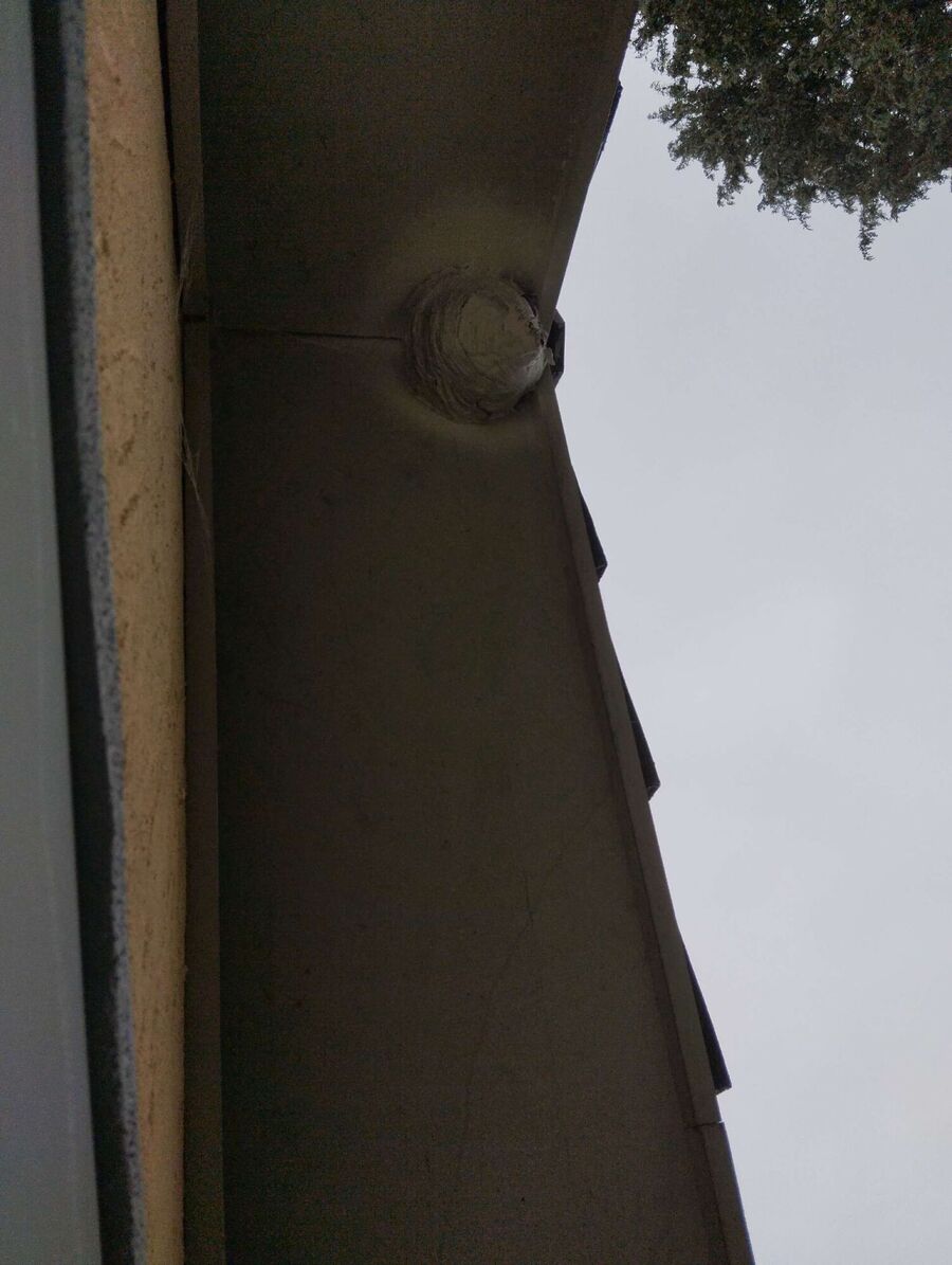 exterminateur d insectes a-Val de Bagnes (233).jpeg