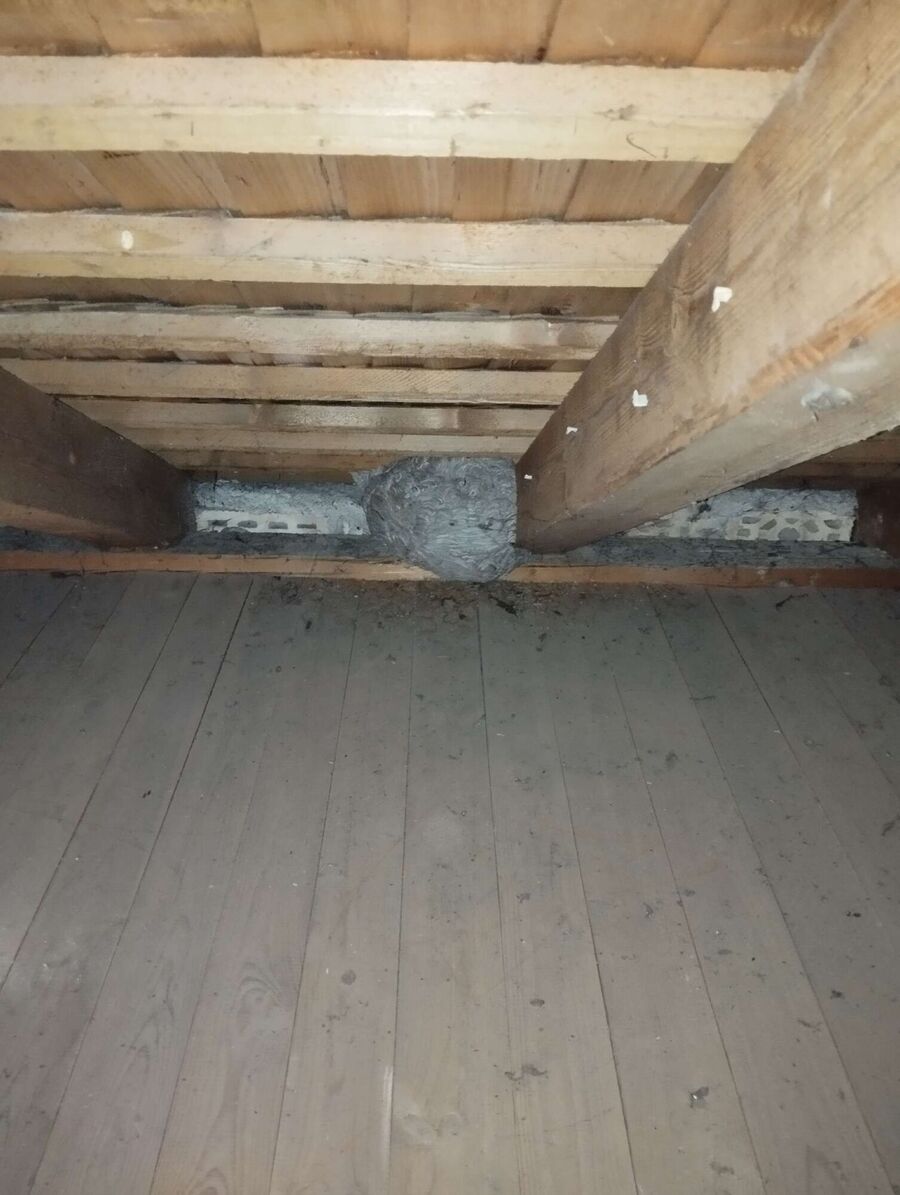 exterminateur d insectes a-Vérossaz.jpg