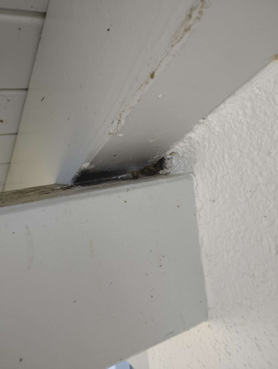 exterminateur d insectes a-Saint-Blaise.jpg