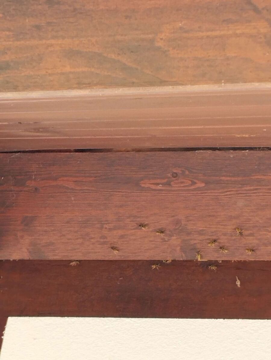 exterminateur d insectes a-Vionnaz.jpg