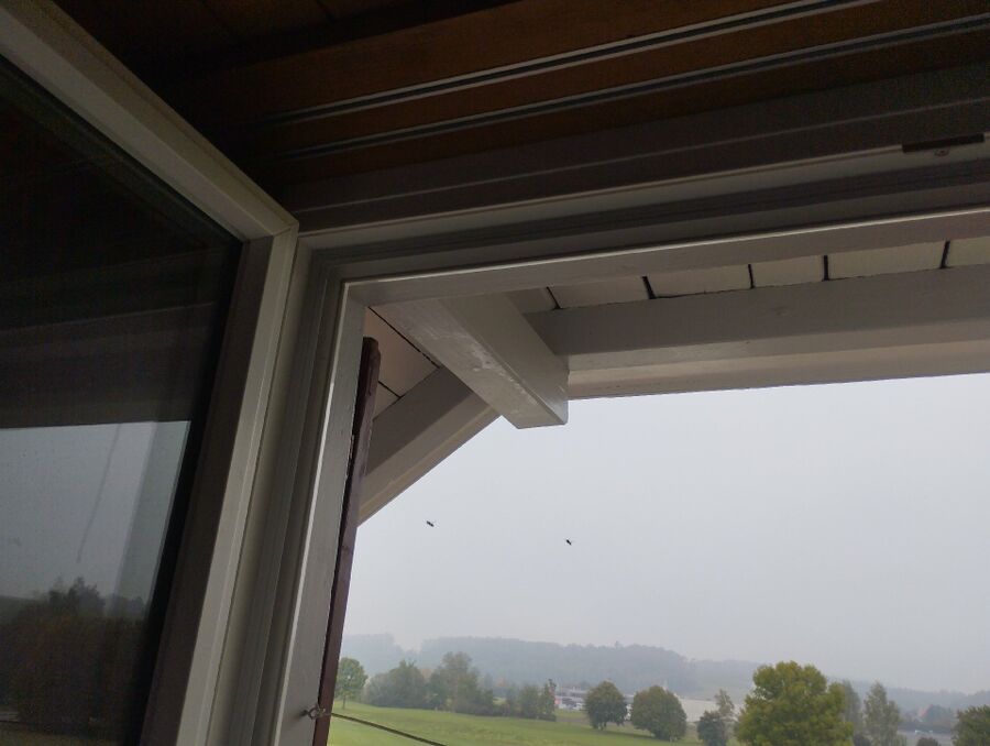 exterminateur d insectes a-Visperterminen.jpg