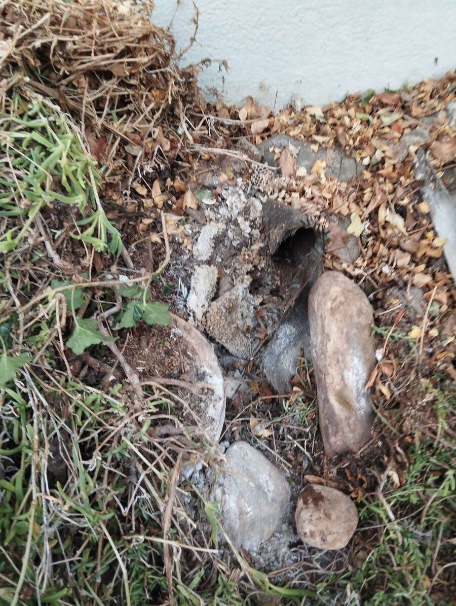 exterminateur d insectes a-Zeneggen.jpg