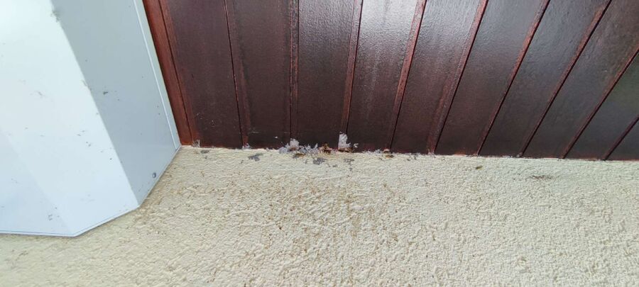 exterminateur d insectes a-Val-de-Ruz.jpg