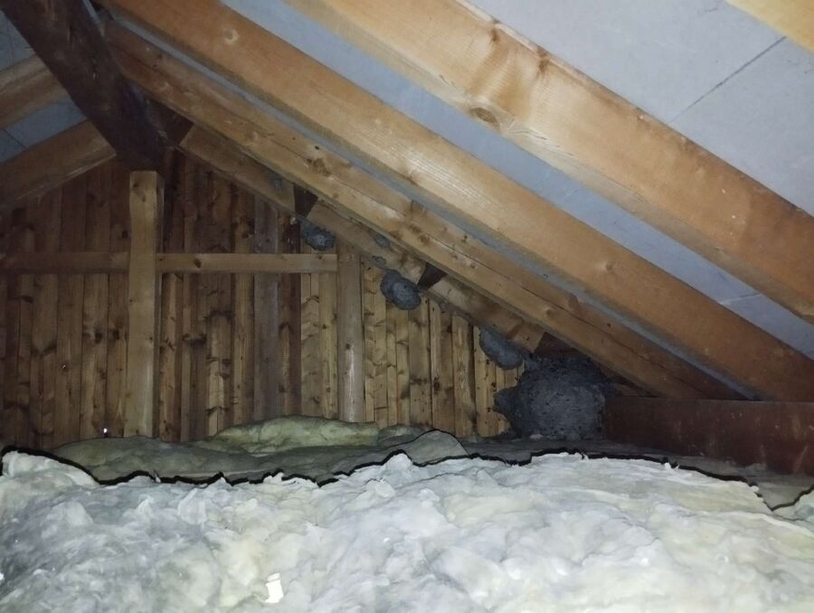 exterminateur d insectes a-Auboranges.jpg