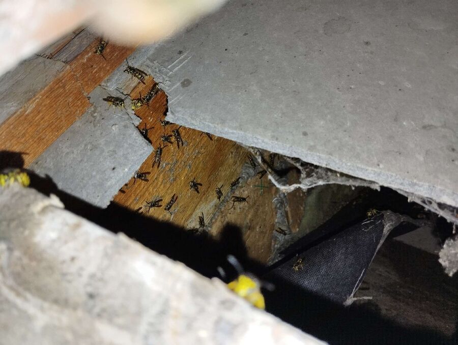 exterminateur d insectes a-Belmont-Broye.jpg