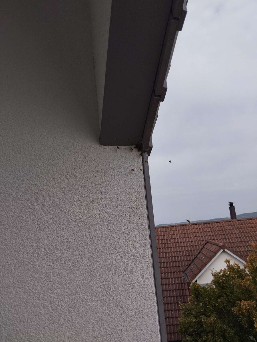 exterminateur d insectes a-Botterens.jpg