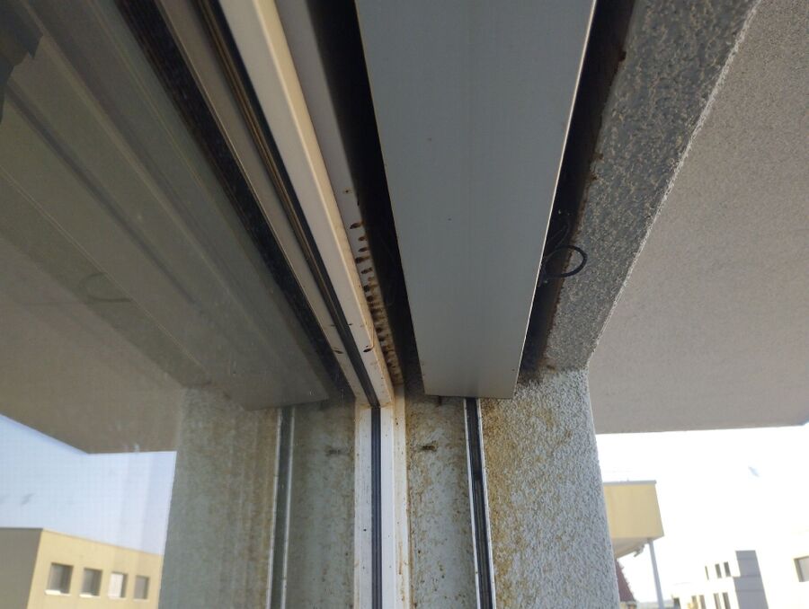 exterminateur d insectes a-Broc.jpg