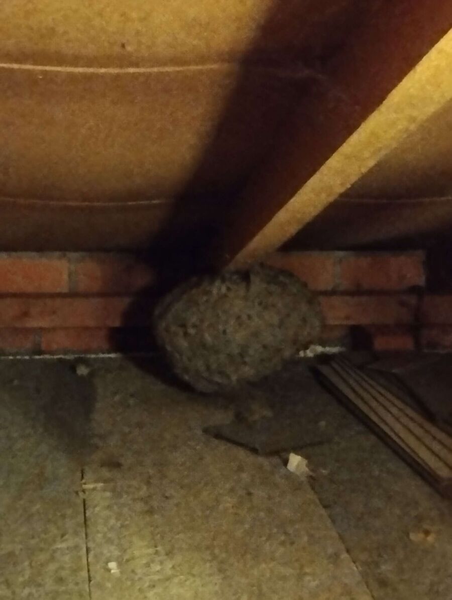 exterminateur d insectes a-Brünisried.jpg