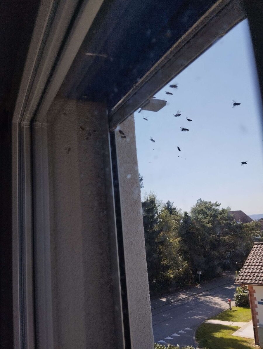 exterminateur d insectes a-Corbières.jpg