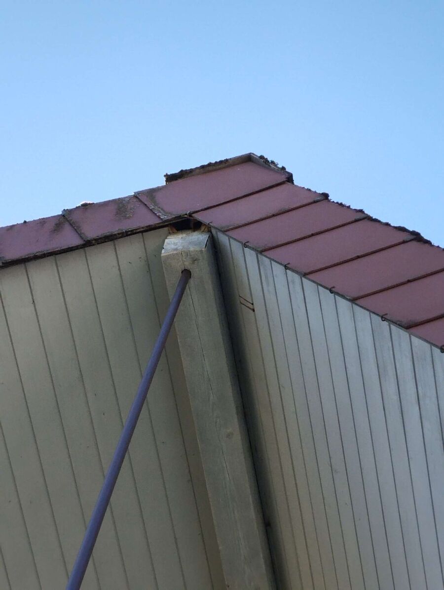 exterminateur d insectes a-Courgevaux.jpg