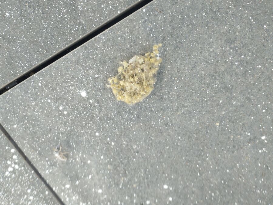 exterminateur d insectes a-Crésuz.jpg